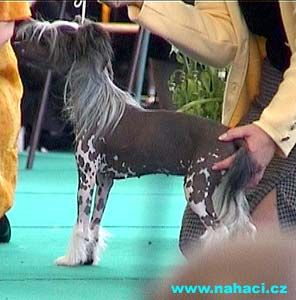 Hibacka's Lilla Älva