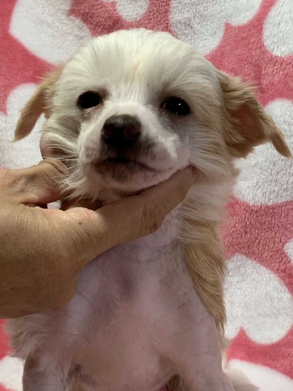 Eternity Sirius Jp Delia