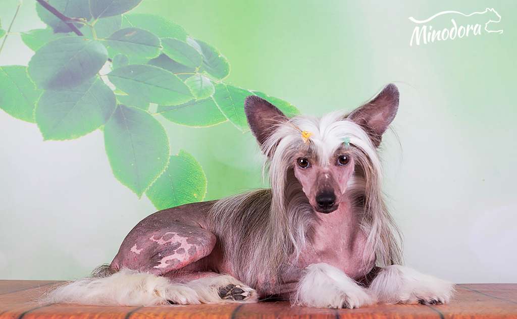 Amore Mio Zodiak Minodora