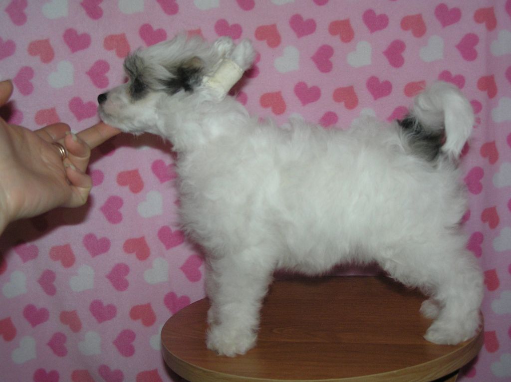 Leon Fleur De Lis  Anabel