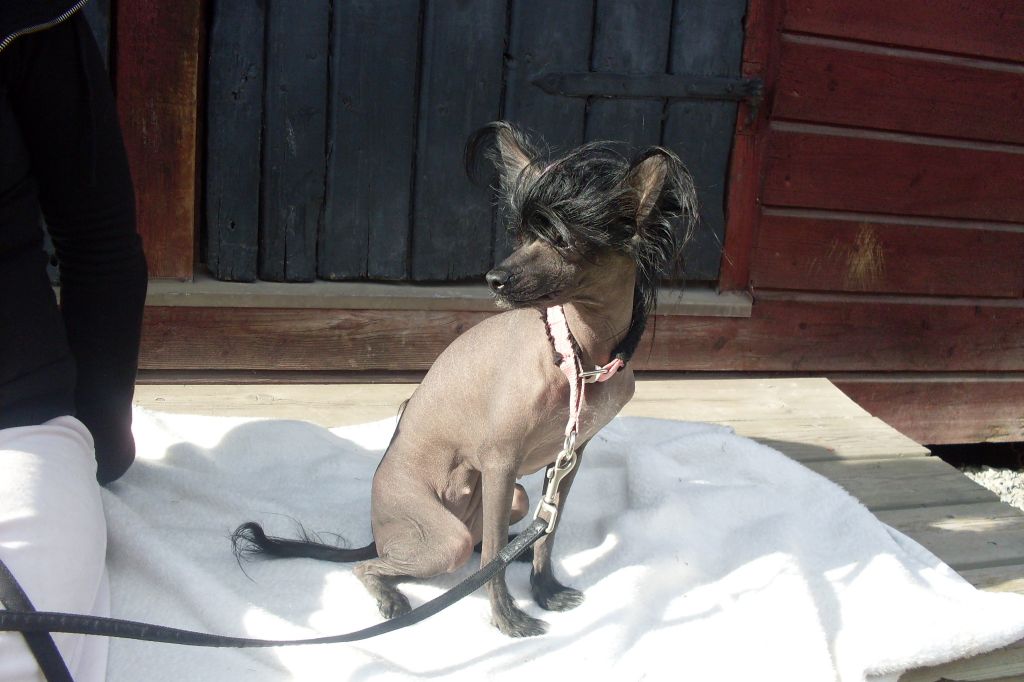 Denize'z Gizmo'z Dark Angel