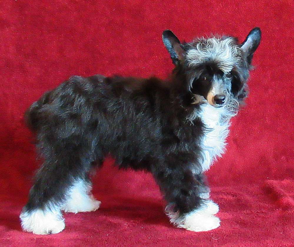 Naimuluna Line Ibiza