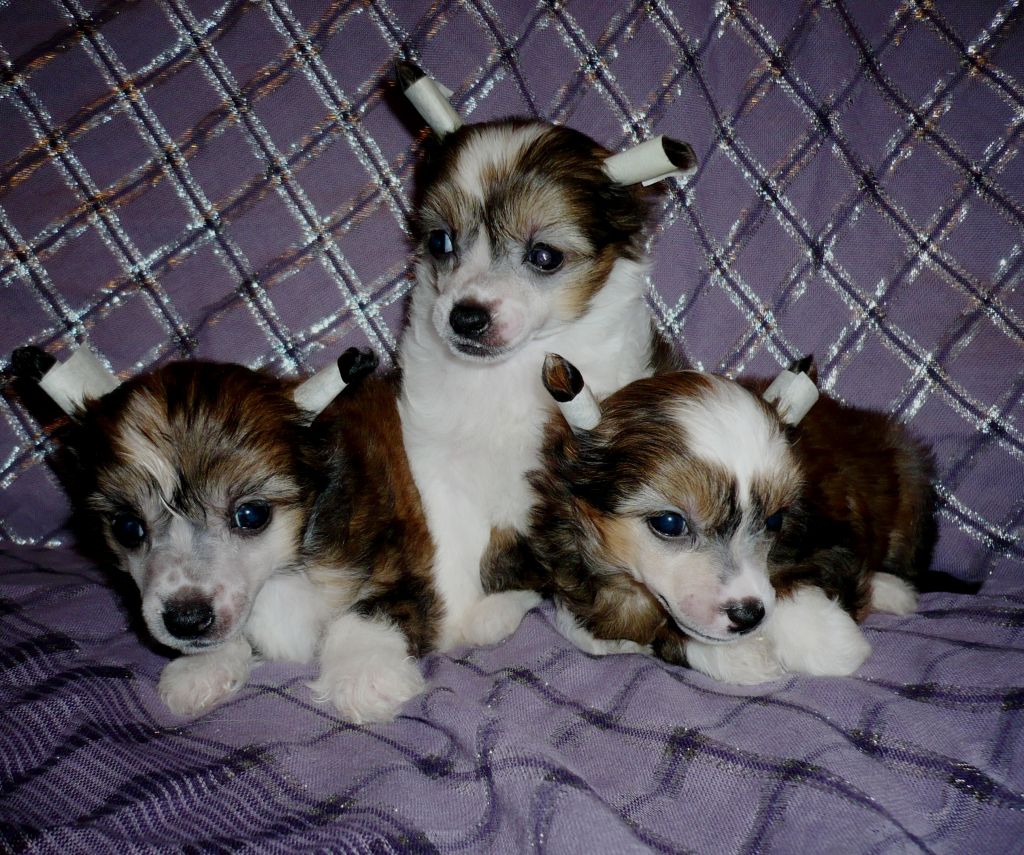 Oks Company  Vanilla Sky