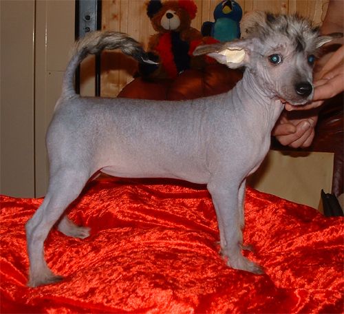 Qu-ya-va's Chi-cara Of Blos