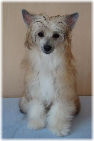 Mayu Treasures Jp Victory Deneb