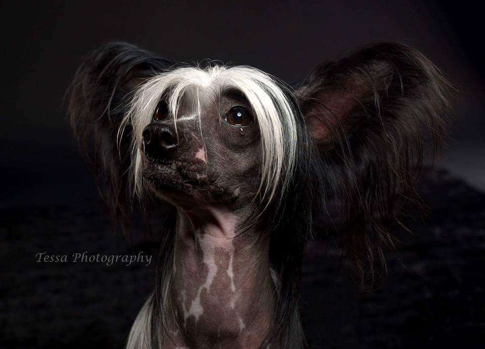 Happy Dancing Sexy Silhouette