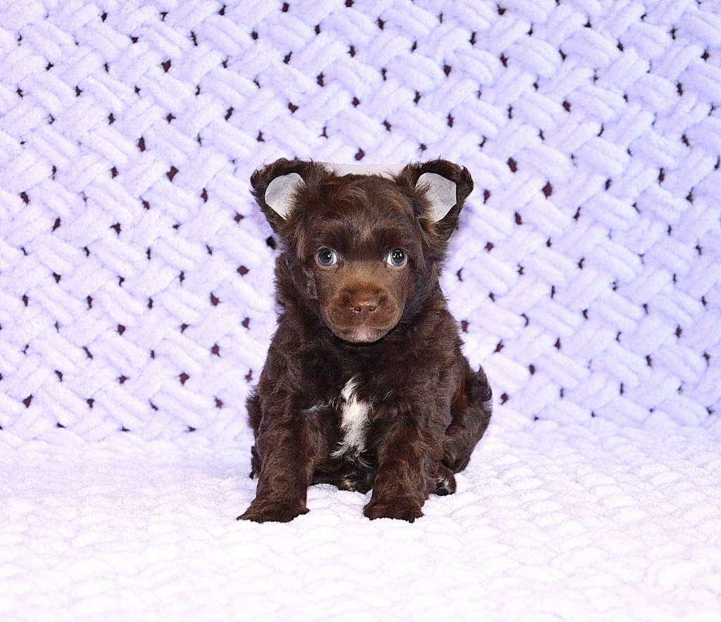 Shon dlya Sky Miracle