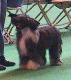 Ankors Black Knight At Seasara