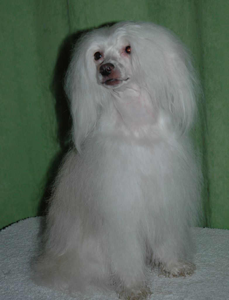 Trønderpia's Endless Love