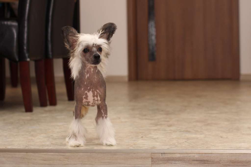 Cute Little Twinkle Akwen