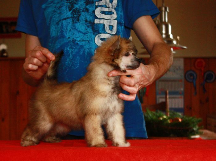 Kontrola Next Germanika