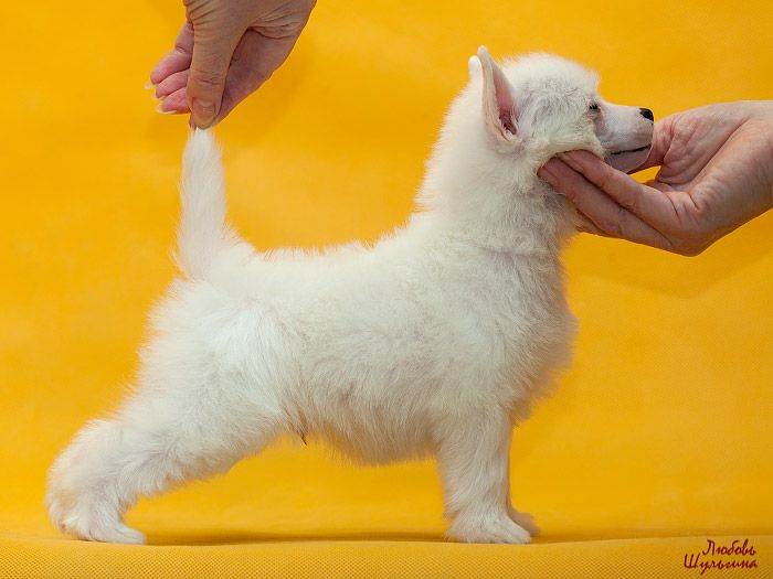 LoveMagic Light Snow