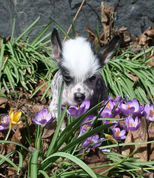 Proud Pony Star Pilot