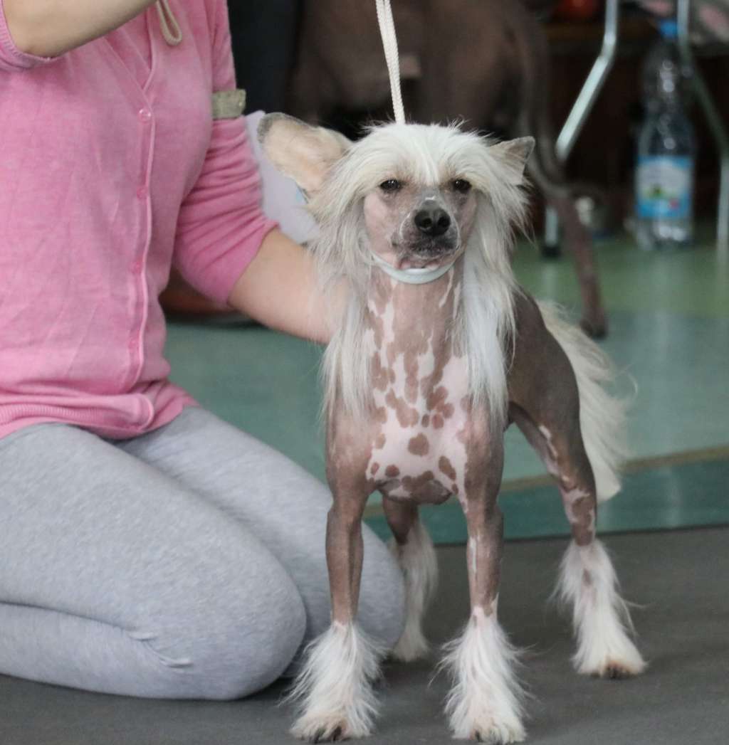 Best of Lucky Charm Star of Golden Lily