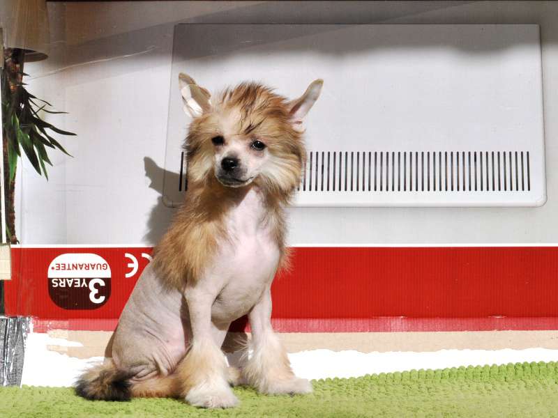 Ksolo Club Yashma v Zolote Zholesk