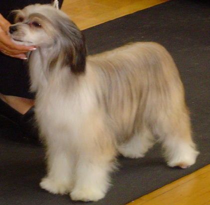 Woodhaven The Sorceress