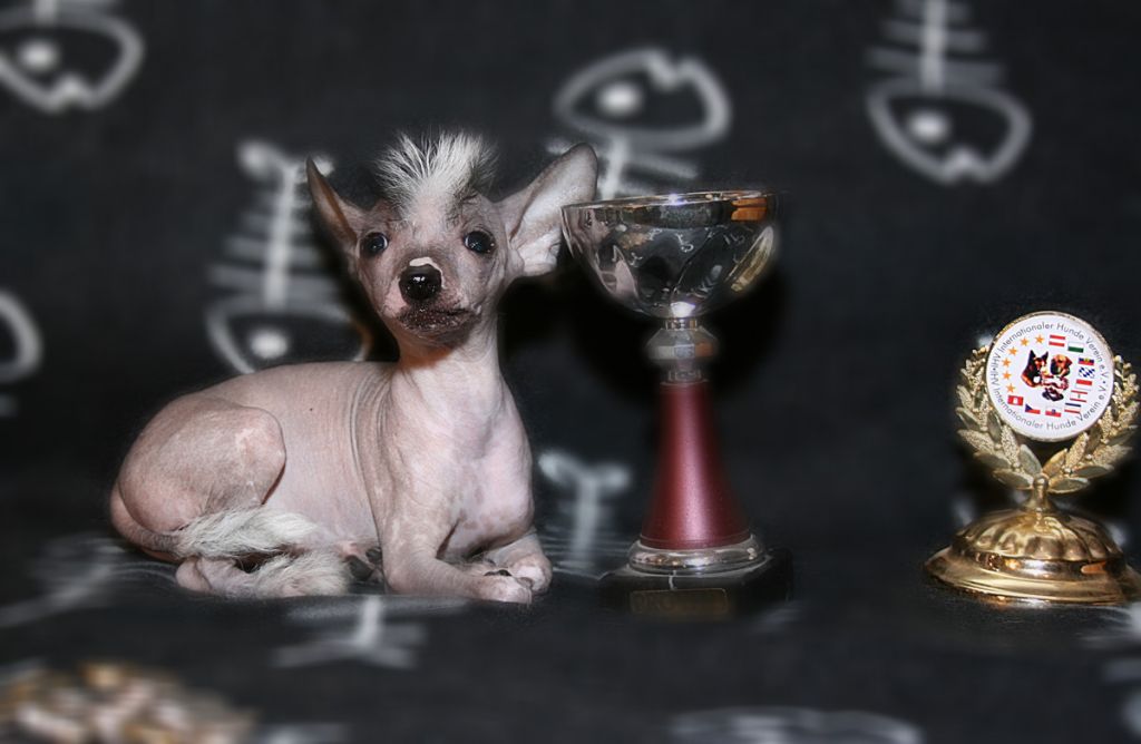 Irokezy Fanki Sarbona