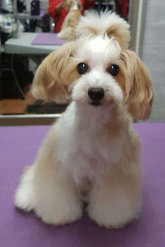 Caramella z Igorova dvora