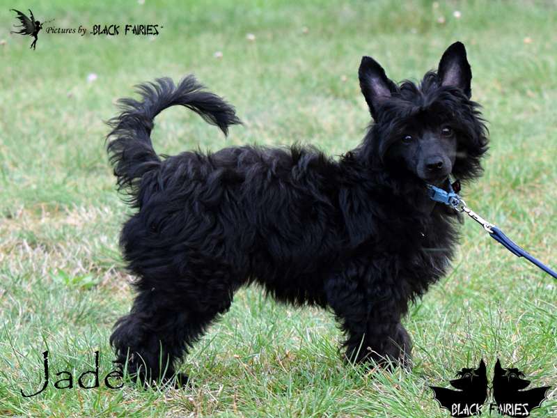 FineFire Jade from BlackFairies