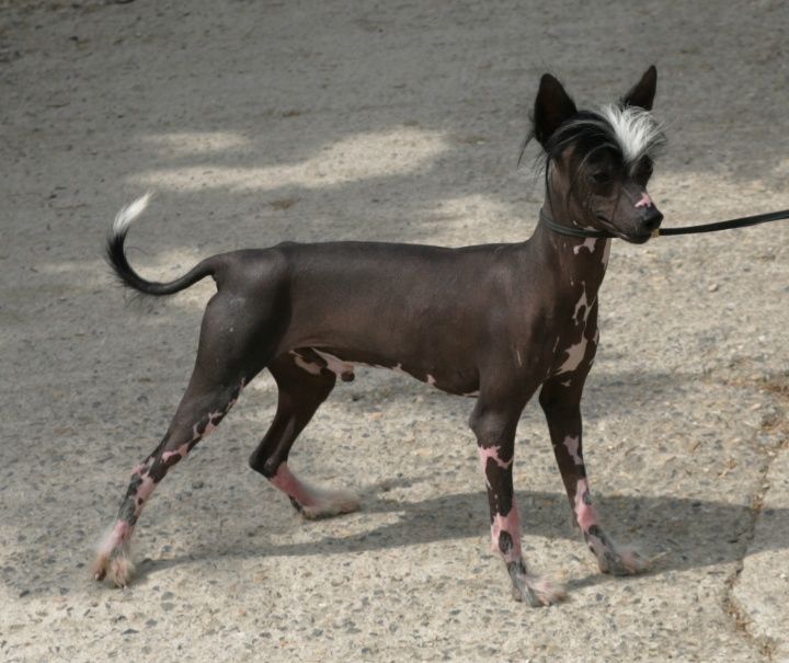 Verdi Della Castafiore