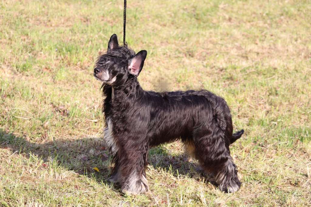 Luch's Black Guardian Chowa