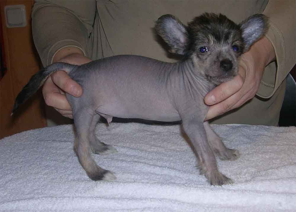 Crestnspots Apocalypse