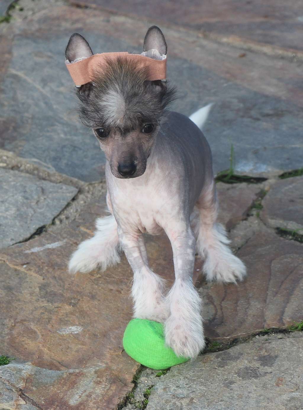 Wisely pretty de Almamasan