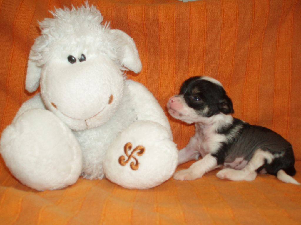 Simpatico De Atxarrea