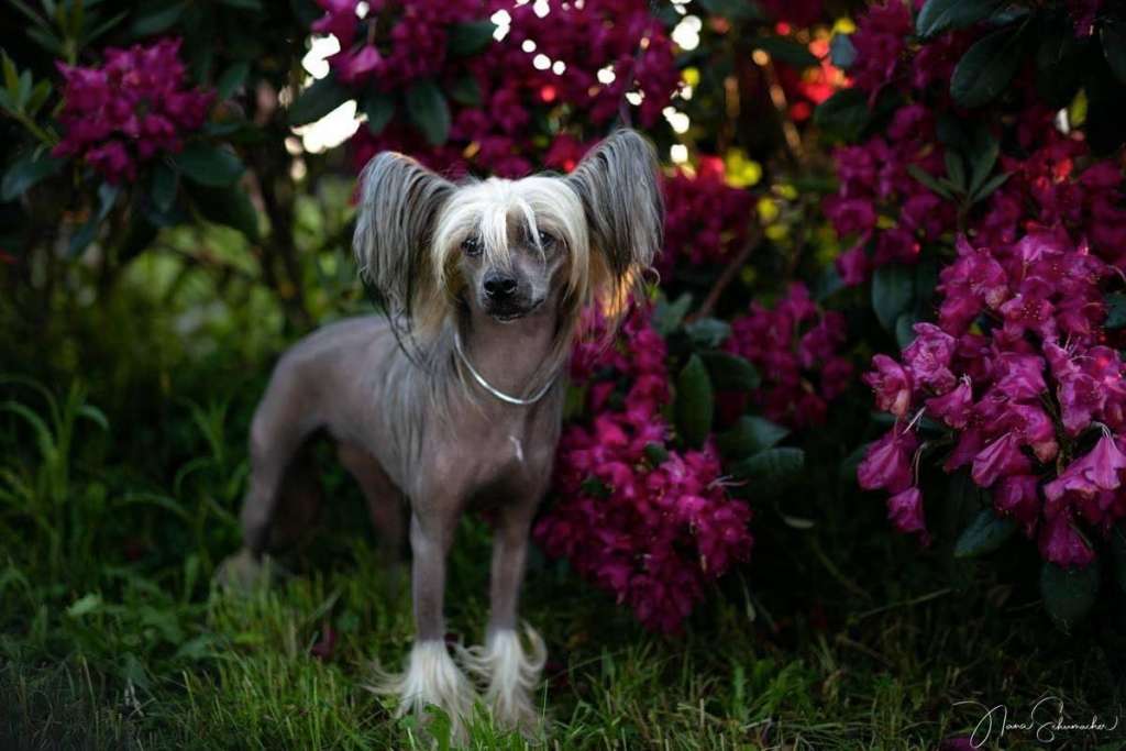 Inarra Molosos Gratzi