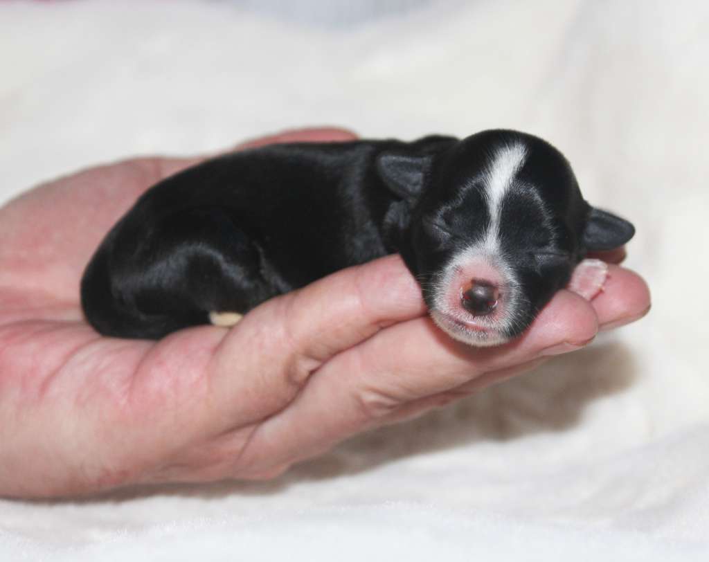 Charuyuschiy Soblazn Sofia is my treasure