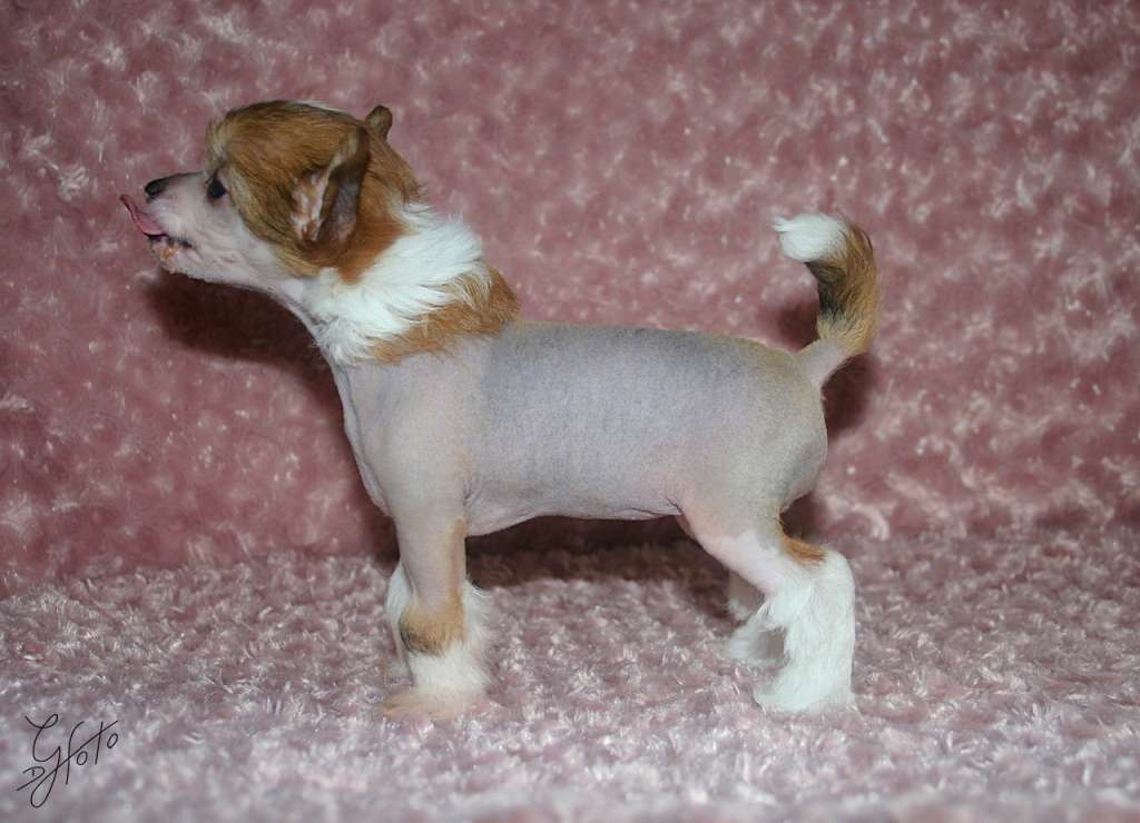 Edcullen's Glade In N Out Pante Style