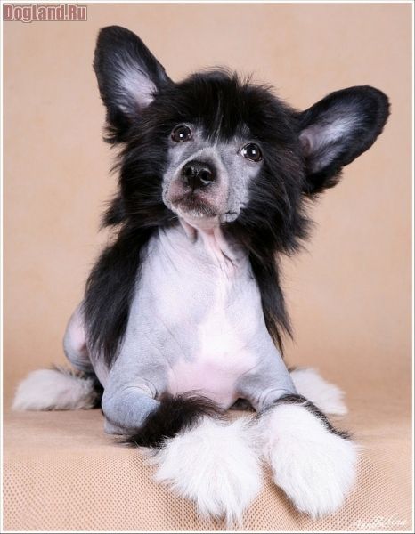 Dogland Happy Tsyganskaya Doch