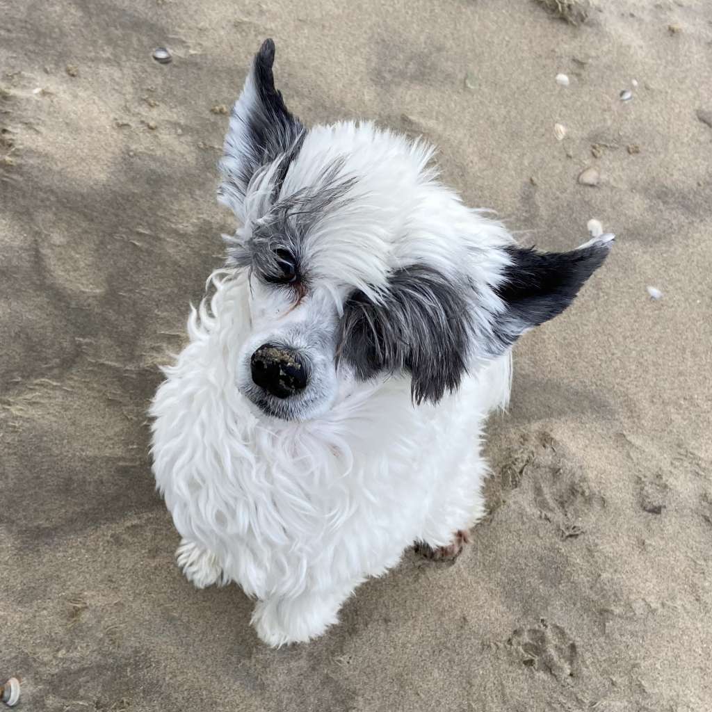 Little Rehma's Aragon