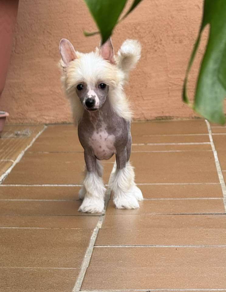 Beauty with Magic de Sothis