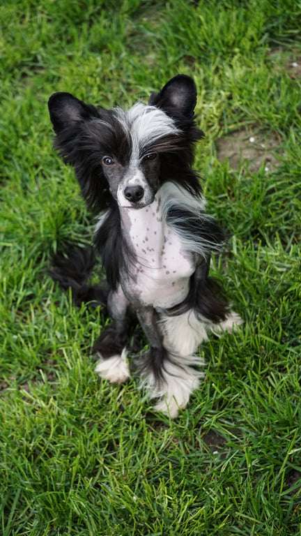 Queen Of The Night Planet Of Dream