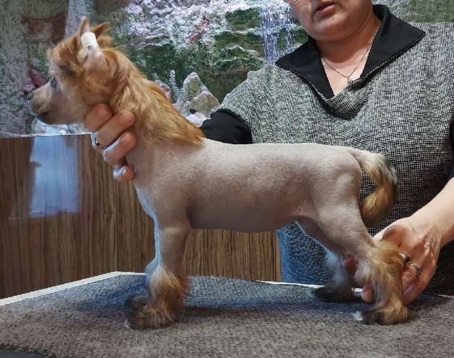 Sapfir iz Tsarskogo Sela Viva Viktoria