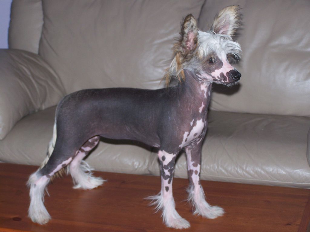 April Fools Lucky Charm Joker