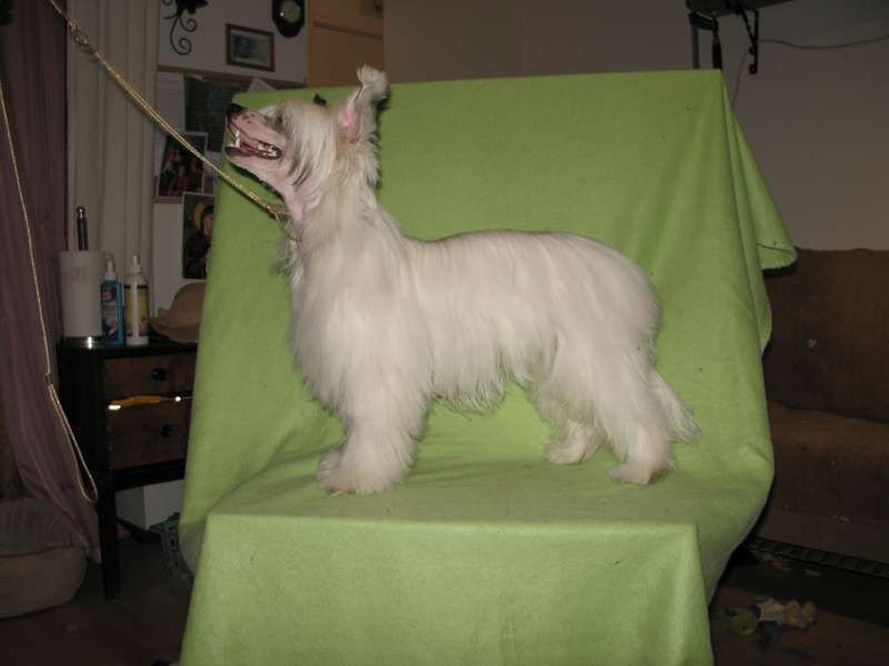 Tirlittan Power Puff