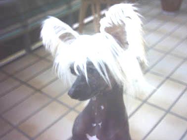 My Longtime Companion Urmeli