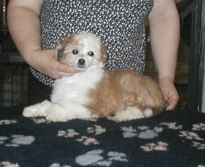 Ferrari Red Top Model De Rama