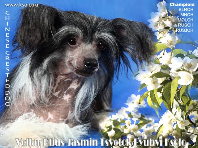 Vellar Pljus Jasmin Tsvetok Lyubvi Ksolo