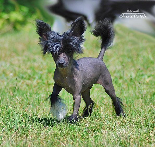 ChinoPata's Funky Cupcake