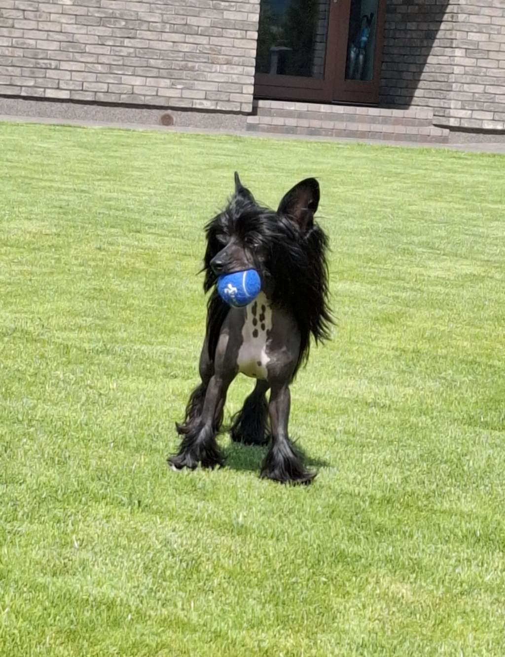 Johnny Ciche Marzenia (fci)