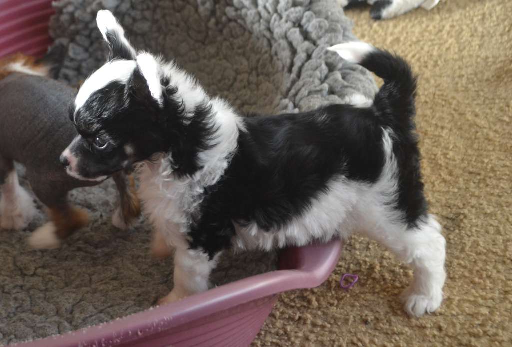 Ynchreenoo Snow Buddy