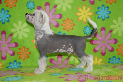 Timegarden Cheese Cracker