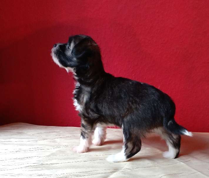 Ava von den Lawitzer Cavelln