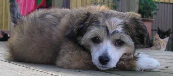 Trollmyren's Gilbert