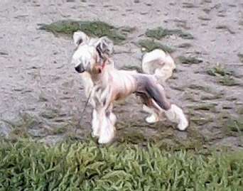 Berenike Pandora Yarashc