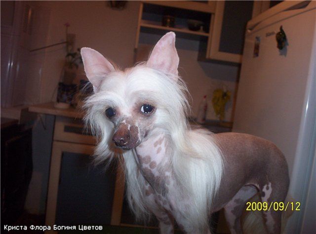 Flora Boginya Tsvetov