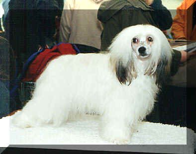 Strippoker's Edizione Speciale